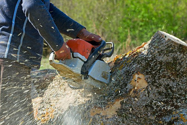 Trusted Northlakes, NC Tree Service Experts